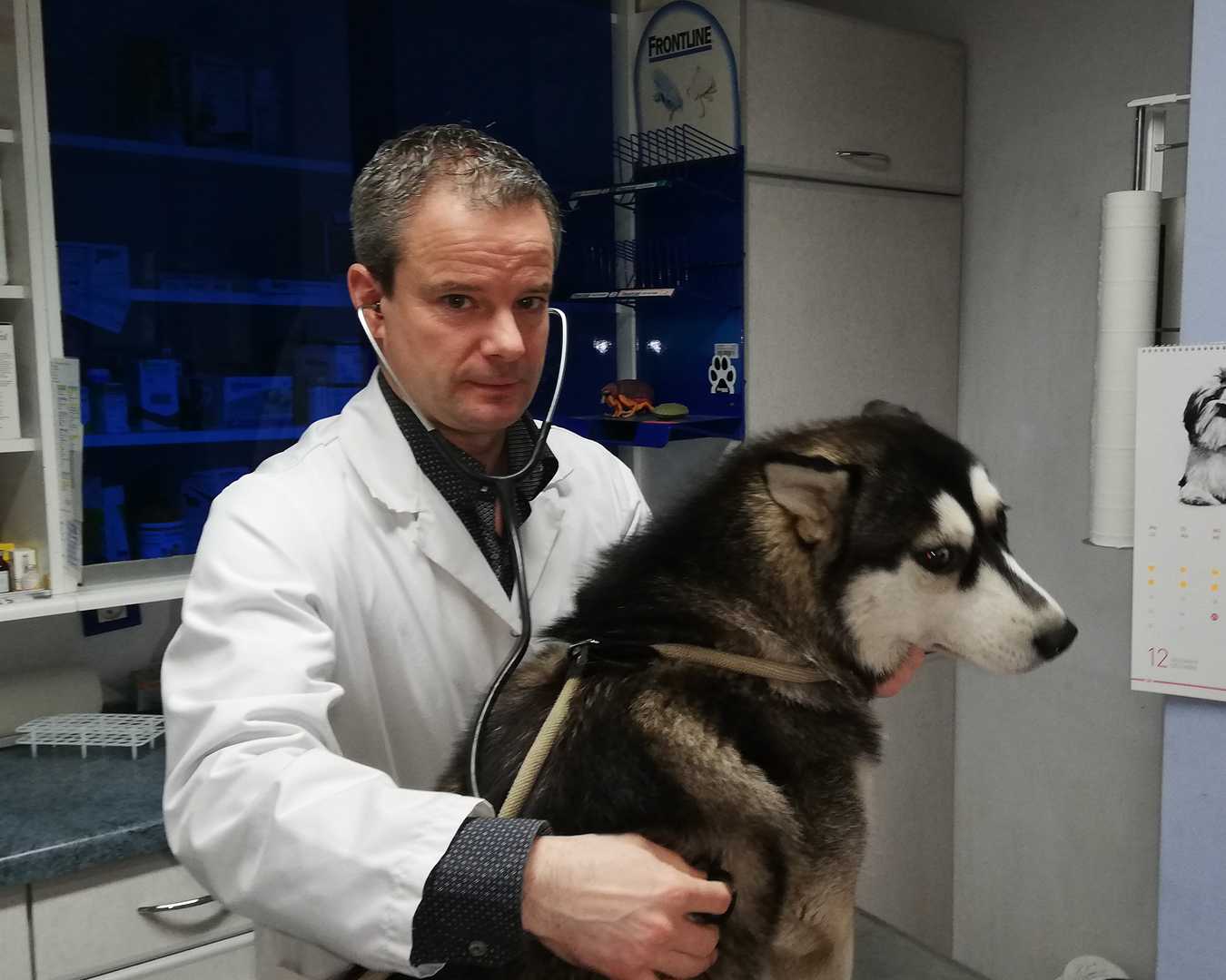 Le vétérinaire Fabian Vermeulen oscultant un chien de race husky.